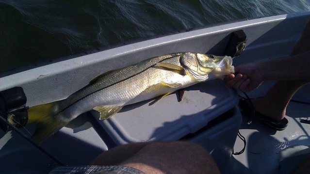 28 inch snook with shilo.jpg