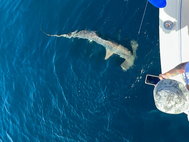 Hammerhead 9-7-22.jpg