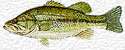 A Florida Largemouth Bass