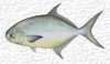 A Florida Pompano