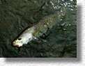 This Beautiful Speckled Trout was Taken in a Florida Creek