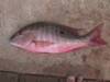 1296small_mutton_snapper.JPG