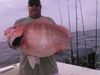 2017_Red_Snapper_Whipasnapa_Charters.jpeg