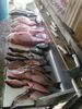 2017_red_snapper_mangrove_and_vermilllian_snapper_whipasnapa_charters.jpeg