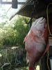 20_red_snapper_whipasnapa_charters.jpeg