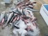 2_yellowfin_tuna_4_ajs_8_rainbow_runn_er_50_mangrove_snapper_vermillion_and_black_fin.JPG