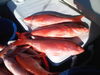 Beeliner_Myrtle_Beach_Deep_Sea_Fishing.jpg