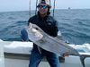 Brent_C_Amberjack.JPG
