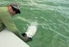 CaptRickPatriceCamillieriflytarpon.jpg