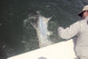 CaptRicklandingSarasotaflytarpon3.jpg