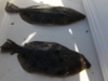 Carolina_Beach_Flounder_jpg.png