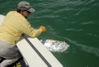 CraigNotariSarasotaflytarpon3.jpg