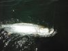 DSCF7083.JPG
