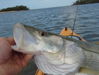 Early_morning_top_water_snook_in_the_kayaks_350_w.jpg