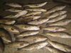 FishNFun_012.jpg