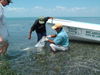 Greg_Wilbert_catching_tarpon.JPG