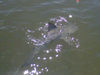 IMG-20110713-00141.jpg