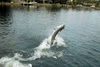 KeithMcClintock_s80poundSBtarpon.jpg