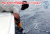 Mar_1_Sportfishing_March_3_2013_10_.jpg