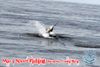 Mar_1_Sportfishing_March_3_2013_13_.jpg