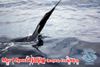 Mar_1_Sportfishing_March_3_2013_16_.jpg