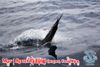 Mar_1_Sportfishing_March_3_2013_18_.jpg