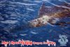 Mar_1_Sportfishing_March_3_2013_22_.jpg