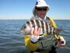 NickRedingSBGrassettFlatsMinnowflysheepshead2.jpg
