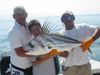 RoosterFish2.JPG