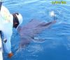 Sailfish2March7.jpg
