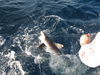 Sailfish_Kickoff_Tiger_Shark_003.jpg