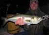 SteveWhiteVeniceGrassettSnookMinnowflynightbluefish2.jpg