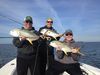 Triple_Header_Jack_Crevalle_on_Fly_fishing_Tampa_Bay_Florida_with_Shallow_Point_Fishing_Charters.jpg