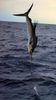 a_sailfish_diving_1235.JPG