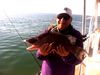 hogfish_007a.jpg