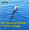 jumpingsailfishMarch7.jpg