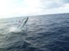 marlin-jumping111.JPG