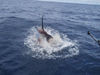 marlin024_small.JPG