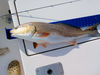 redfish_003.JPG