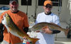 redfish_350px_11_3_11.jpg