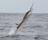 sailfish_jump_1200px_1_5_13.jpg