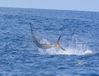 sailfish_jumping.jpg