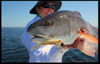 sj-doa-redfish-4-13.JPG