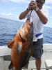 snapper064_small.JPG