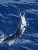 southpaw-sailfish.jpg