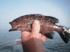 -11-08-5.gif