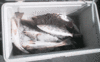 -13-08-7.gif