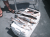 -29-08-3.gif
