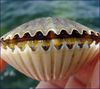 01-Scallop350.jpg