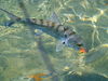 01_Bonefish.JPG